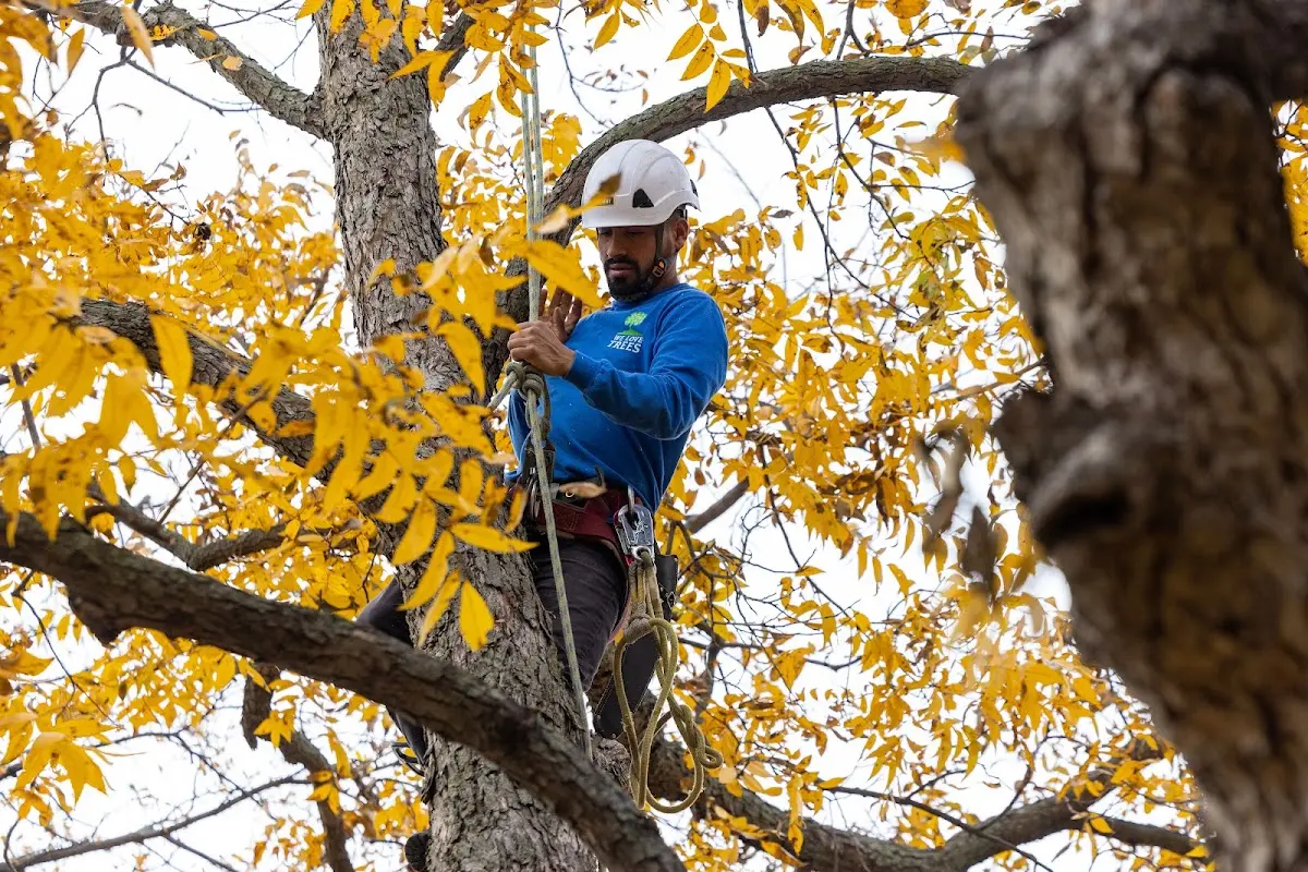 Skilled Emergency Tree Service crew working in Handley
